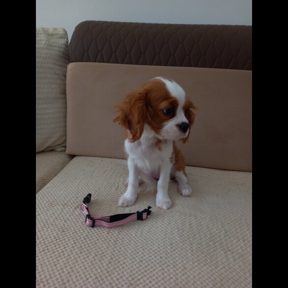 Cavalier King Charles Spaniel - Bitches