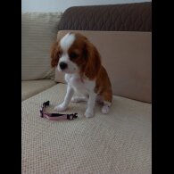 Cavalier King Charles Spaniel - Bitches