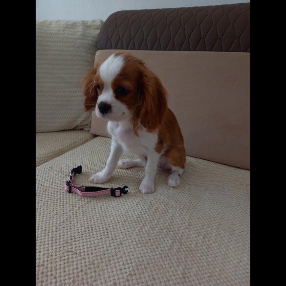 Cavalier King Charles Spaniel - Bitches