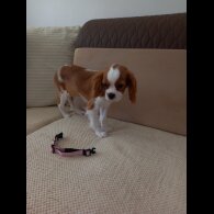 Cavalier King Charles Spaniel - Bitches