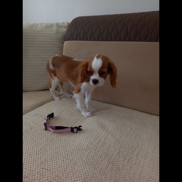 Cavalier King Charles Spaniel - Bitches