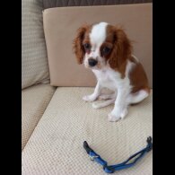 Cavalier King Charles Spaniel - Bitches