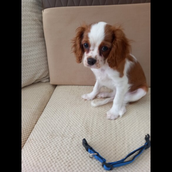 Cavalier King Charles Spaniel - Bitches