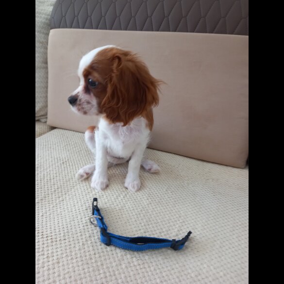 Cavalier King Charles Spaniel - Bitches