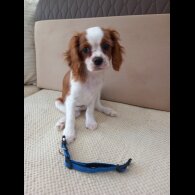 Cavalier King Charles Spaniel - Bitches