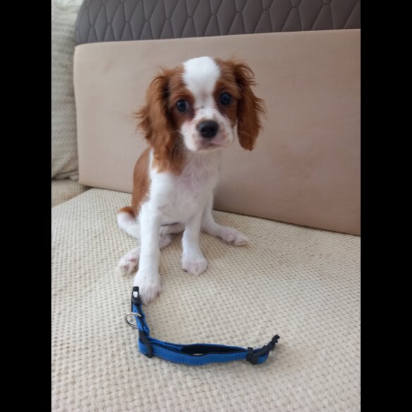 Cavalier King Charles Spaniel - Bitches