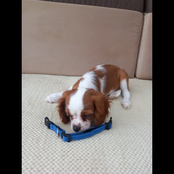 Cavalier King Charles Spaniel - Bitches