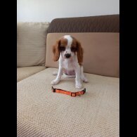 Cavalier King Charles Spaniel - Bitches