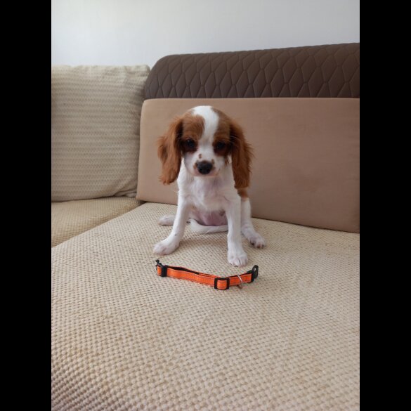 Cavalier King Charles Spaniel - Bitches
