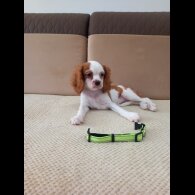 Cavalier King Charles Spaniel - Bitches