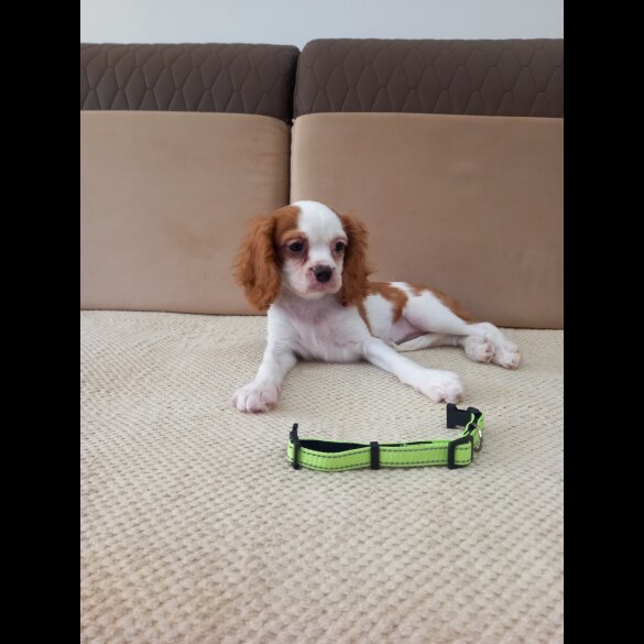 Cavalier King Charles Spaniel - Bitches