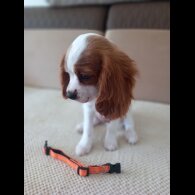 Cavalier King Charles Spaniel - Bitches