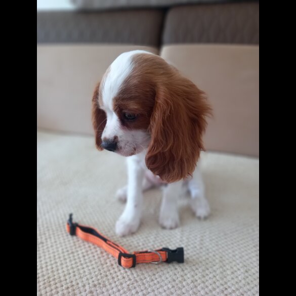 Cavalier King Charles Spaniel - Bitches
