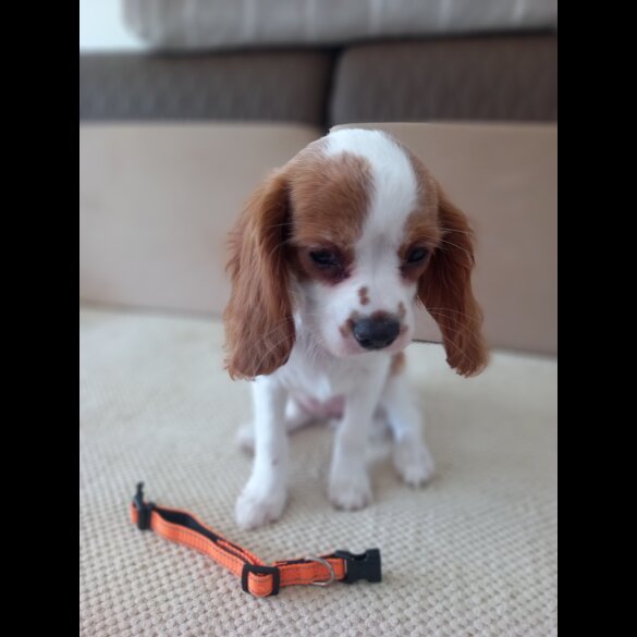 Cavalier King Charles Spaniel - Bitches