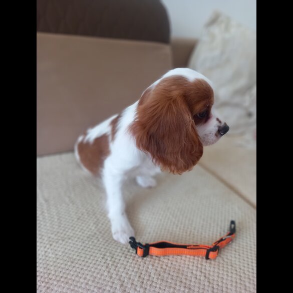Cavalier King Charles Spaniel - Bitches