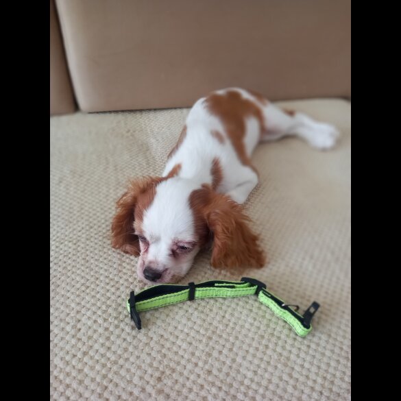 Cavalier King Charles Spaniel - Bitches