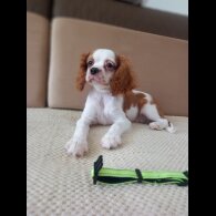 Cavalier King Charles Spaniel - Bitches