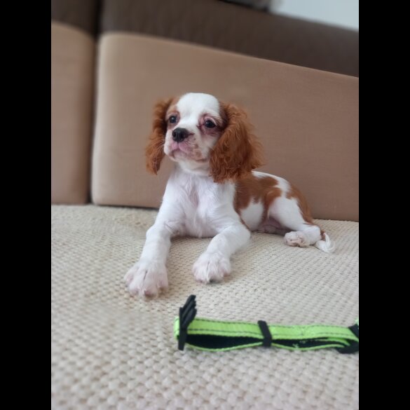Cavalier King Charles Spaniel - Bitches
