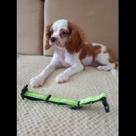Cavalier King Charles Spaniel - Bitches