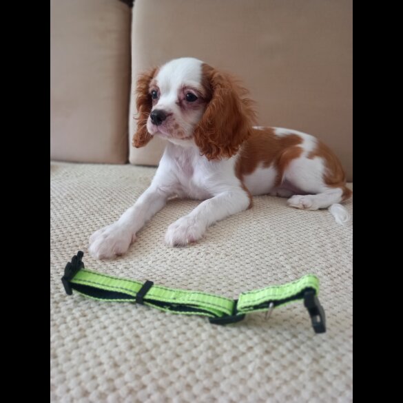 Cavalier King Charles Spaniel - Bitches