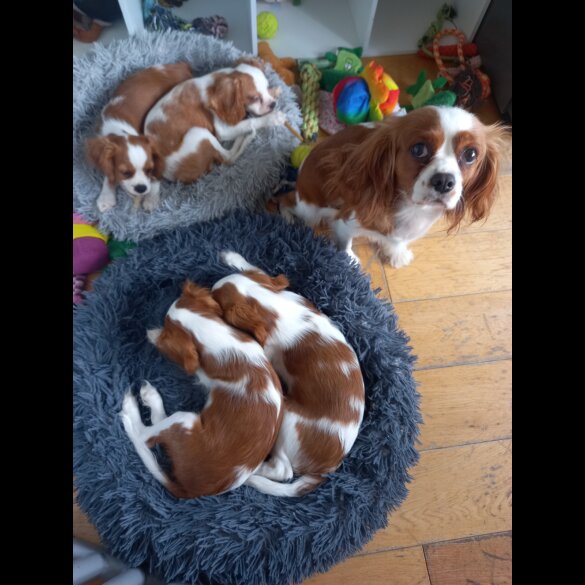Cavalier King Charles Spaniel - Bitches