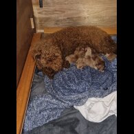 Cavachon - Both