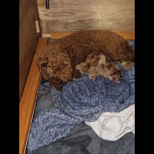 Cavachon - Both