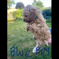 Cavapoo - Both