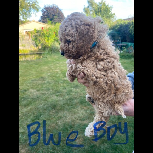 Cavapoo - Both
