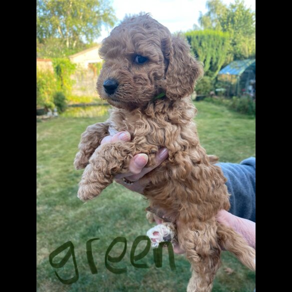 Cavapoo - Both