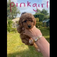 Cavapoo - Both