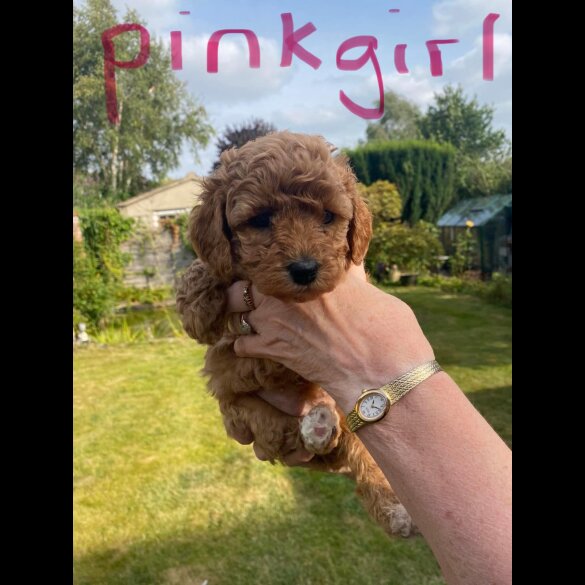 Cavapoo - Both