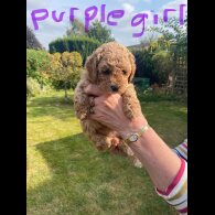 Cavapoo - Both