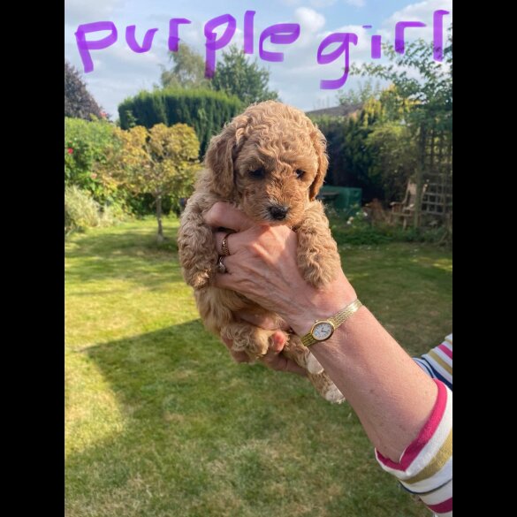 Cavapoo - Both