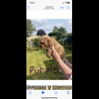 Cavapoo - Both