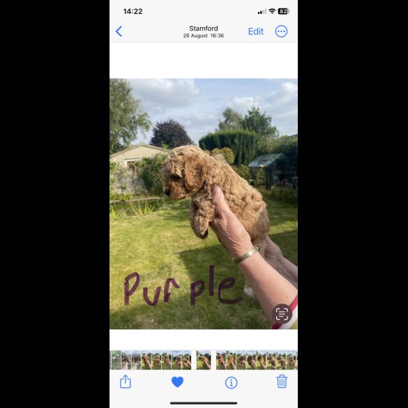 Cavapoo - Both