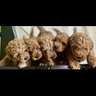 Cavapoo - Both