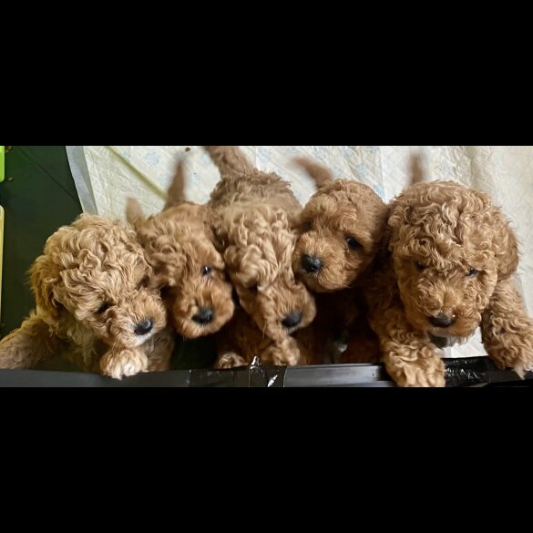 Cavapoo - Both
