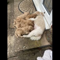Cavapoo - Both