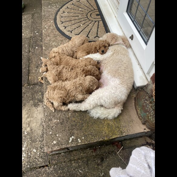 Cavapoo - Both