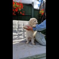 Cavapoo - Bitches