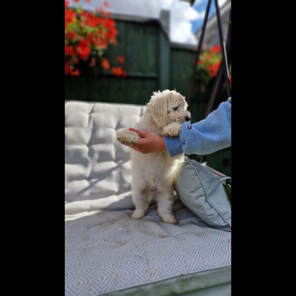 Cavapoo - Bitches