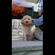 Cavapoo - Bitches