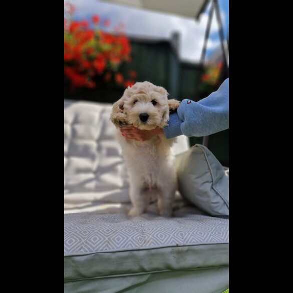 Cavapoo - Bitches
