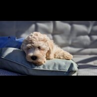 Cavapoo - Bitches