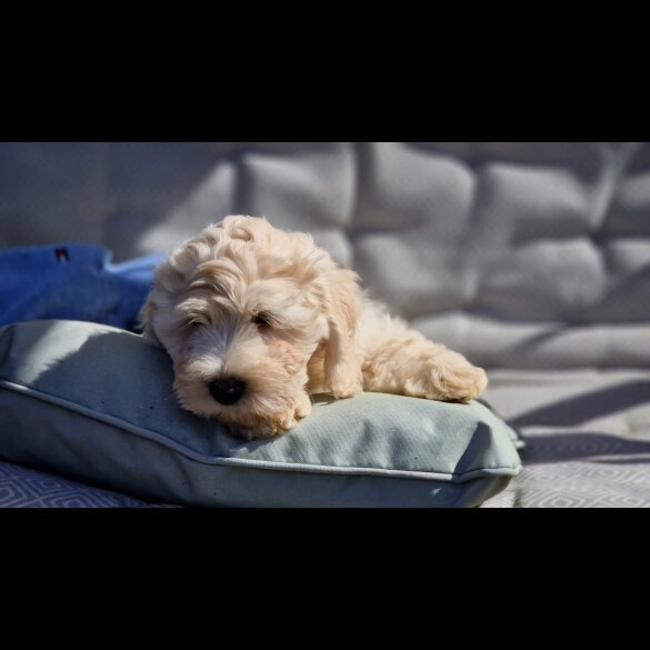 Cavapoo - Bitches