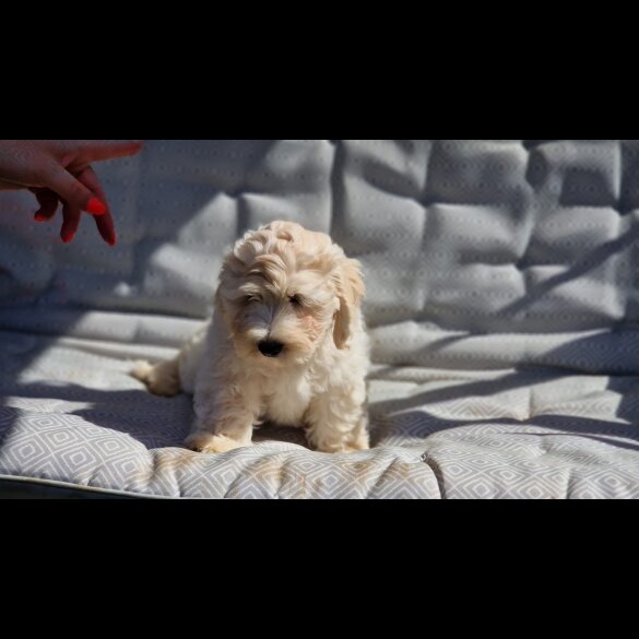 Cavapoo - Bitches