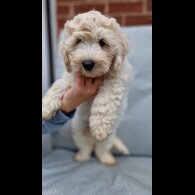 Cavapoo - Bitches