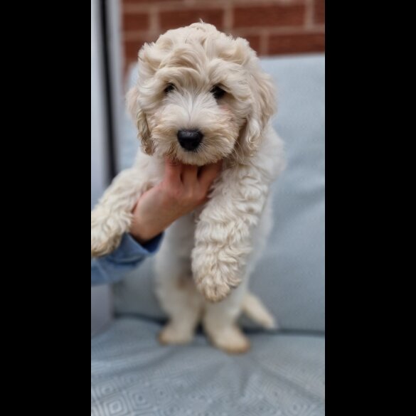 Cavapoo - Bitches