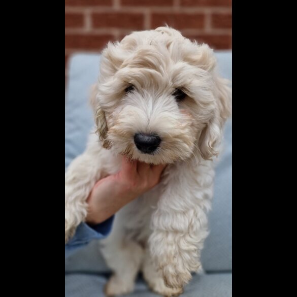 Cavapoo - Bitches